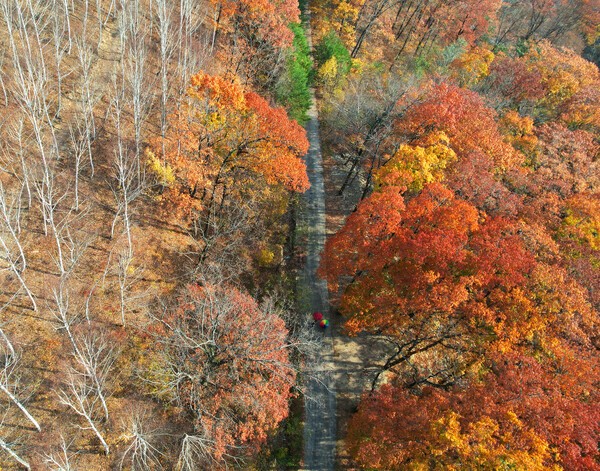 국유림 명품 숲으로 선정된 ‘영양 자작나무숲’이 가을 단풍철을 맞아 전국적인 트래킹 명소로 주목받고 있다.