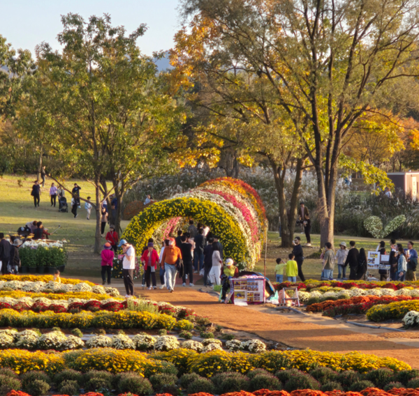 연천국화축제(사진=연천군)