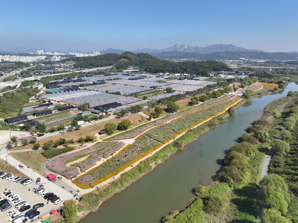 ​​​​​​​ 코스모스 축제가 열리는 창릉천 강매석교 일원(사진=고양특례시)